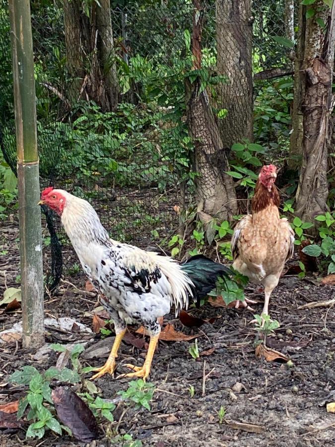 Kebun Lisdtari Farmstay Air Hangat Eksteriør billede